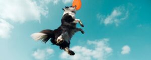 Andrea Servadio crea Fitdog Sports Club, un espacio de lujo para perros
